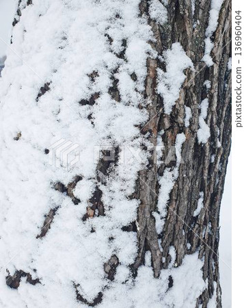 Close up of rough tree bark covered with fresh snow, natural winter texture background. 136960404