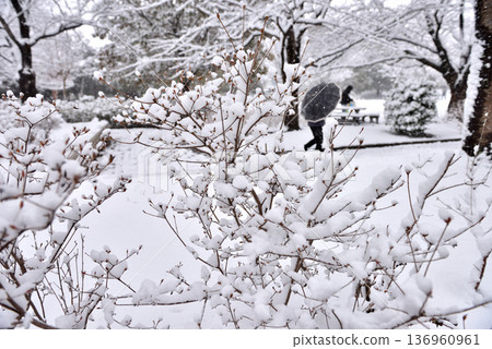 Snow piled up on the trees at Ichinomiya Park 136960961