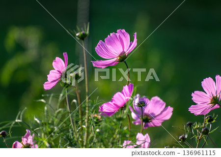 Cosmos flowers in a pretty meadow, cosmos bipinnatus or Mexican aster, daisy family asteraceae Cosmos flowers in a pretty meadow, cosmos bipinnatus or Mexican aster, daisy family asteraceae 136961115