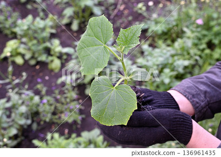 Female hands in gardening gloves hold cucumber seedlings before planting in the soil, space for text 136961435