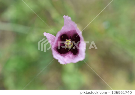 Poppy flower Poppy flower 136961740