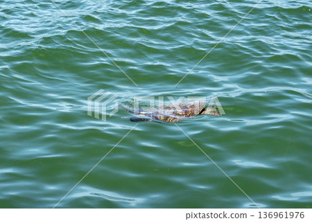 Marine turtle moving through shallow turquoise water in a tropical coastal environment. 136961976