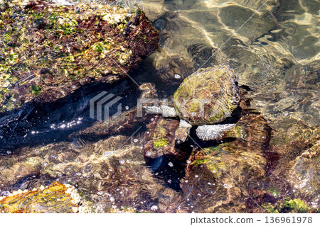 A graceful hawksbill sea turtle feeding beneath the surface of warm tropical waters  136961978