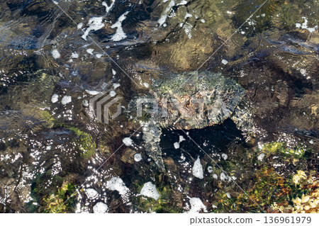 underwater perspective of a hawksbill sea turtle in its natural Atlantic habitat 136961979