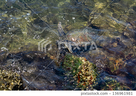 Endangered hawksbill sea turtle in its natural Atlantic habitat Endangered hawksbill sea turtle in its natural Atlantic habitat 136961981