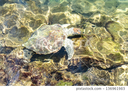 Hawksbill sea turtle swimming through shallow tropical waters in Brazil 136961983