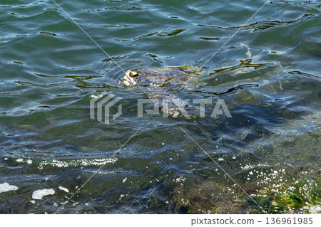 A graceful hawksbill sea turtle swimming beneath the surface of warm tropical waters 136961985