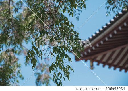 【四天王寺】代表大阪的古老寺廟，景色優美 136962084