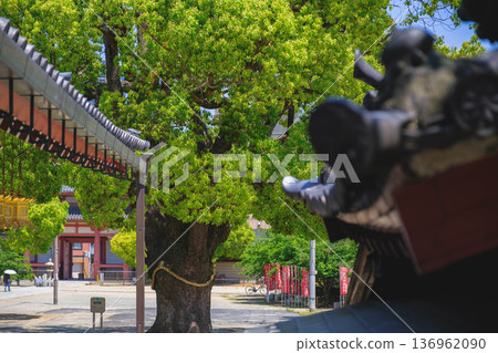 【四天王寺】代表大阪的古老寺廟，景色優美 136962090