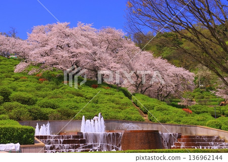 西山公園（福井縣鯖江市）櫻花盛開 136962144