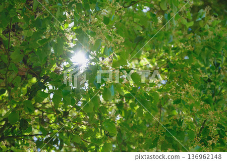 【四天王寺】大阪歷史名寺的美景 / 自然風光旖旎 136962148