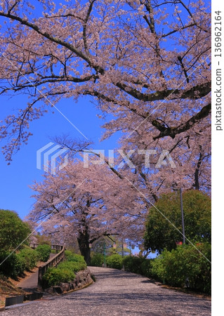 西山公園（福井縣鯖江市）櫻花盛開 136962164