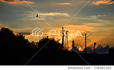 Urban sunset with power lines and flying bird silhouette 136962203