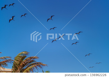 Flock of frigatebirds flying above palm tree against blue sky Flock of frigatebirds flying above palm tree against blue sky 136962226