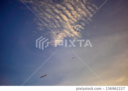 Birds flying at sunset with dramatic mackerel sky clouds Birds flying at sunset with dramatic mackerel sky clouds 136962227