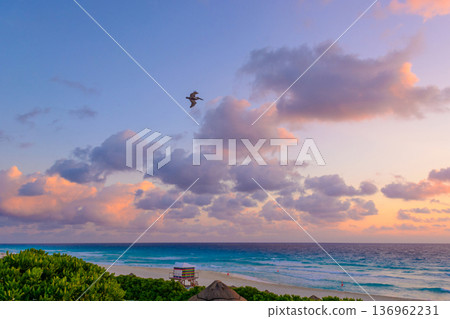 Pelican flying over vibrant turquoise ocean at sunrise 136962231