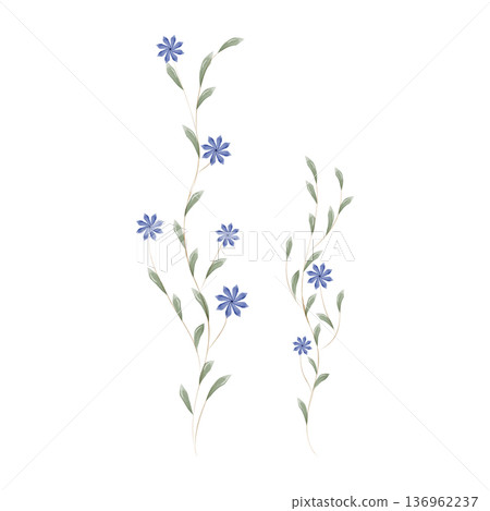 Two elegant watercolor botanical illustrations display delicate blue flowers blooming on slender green stems. Two elegant watercolor botanical illustrations display delicate blue flowers blooming on slender green stems. 136962237