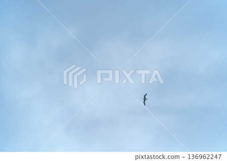 Solitary seabird flying in pale blue sky with soft clouds 136962247
