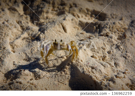Ghost crab on sandy beach with raised claws and stalked eyes Ghost crab on sandy beach with raised claws and stalked eyes 136962259