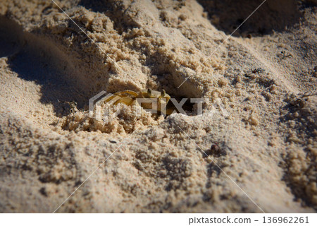 Ghost crab on sandy beach with raised claws and stalked eyes Ghost crab on sandy beach with raised claws and stalked eyes 136962261