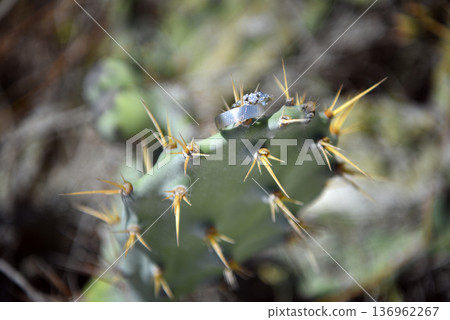 Wedding rings placed on cactus thorns in mexico desert setting 136962267