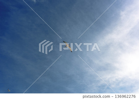 Seagull soaring through deep blue sky with wispy clouds Seagull soaring through deep blue sky with wispy clouds 136962276