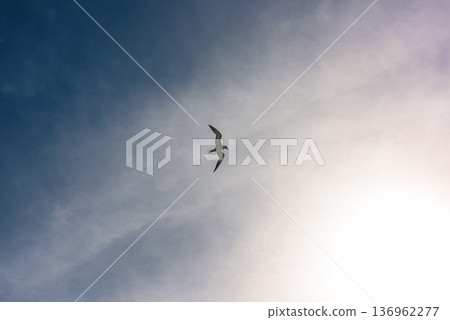 Seabird gliding through pale sky with soft cloud formations Seabird gliding through pale sky with soft cloud formations 136962277