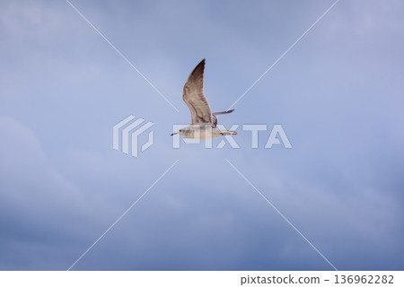 Seagull soaring through pale blue sky with soft clouds Seagull soaring through pale blue sky with soft clouds 136962282