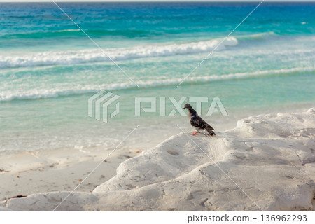 Pigeon perched on white rocks overlooking turquoise ocean waves Pigeon perched on white rocks overlooking turquoise ocean waves 136962293