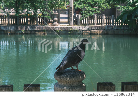[Shitennoji Temple] Beautiful scenery of a historic temple representing Osaka / A scene of pigeons resting 136962314