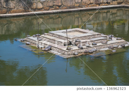 [Shitennoji Temple] Beautiful scenery of a historic temple representing Osaka / Turtles in the pond 136962323