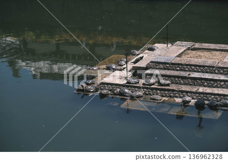 [Shitennoji Temple] Beautiful scenery of a historic temple representing Osaka / Turtles in the pond 136962328
