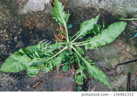 Horseradish root grew through a crack in the path Horseradish root grew through a crack in the path 136962352