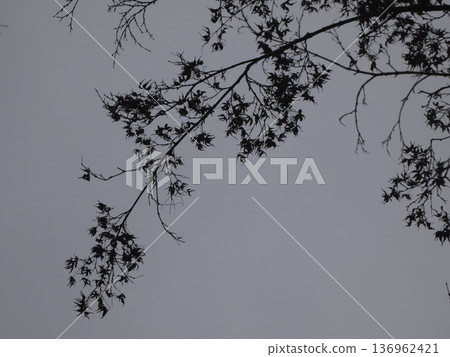 在冬日陰雲密佈的天空下,枯萎的楓葉和枝條勾勒出清晰的輪廓。 在冬日陰雲密佈的天空下,枯萎的楓葉和枝條勾勒出清晰的輪廓。 136962421