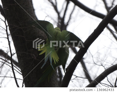 A wild rose-ringed parakeet perches on a tree in winter, spreading its wings 136962433