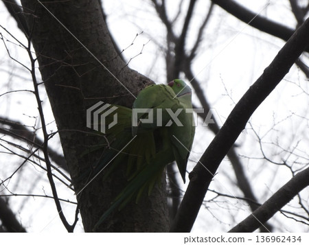 A pair of wild Rose-ringed Parakeets perched on a tree in winter 136962434