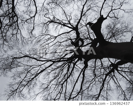 Looking up at the cloudy winter sky, a huge deciduous tree and its thin branches spread out Looking up at the cloudy winter sky, a huge deciduous tree and its thin branches spread out 136962437