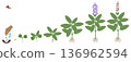 Cycle of growth of a sage plant isolated on a white background. 136962594