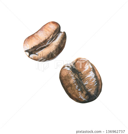 Watercolor coffee beans. A set of hand-drawn coffee beans. Realistic coffee on a white background. Suitable for cafes, coffee shops, packaging, and printing. 136962737