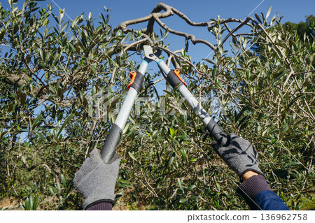 a man prunes an olive tree with telescopic shears a man prunes an olive tree with telescopic shears 136962758