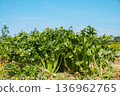 mature celery cultivated in open farmland 136962765
