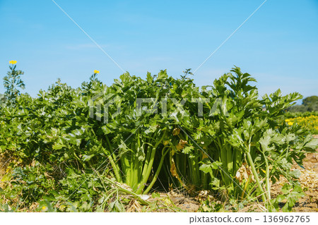 mature celery cultivated in open farmland mature celery cultivated in open farmland 136962765