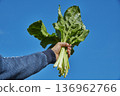 a man holds wild swiss chard under blue sky 136962766