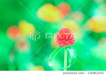 Summer colors of yellow globe amaranth ~In the flower field after the rain~ 136962850