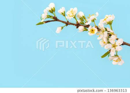 White Blossoms on a Tree Branch Against a Light Blue Background in Springtime 136963313