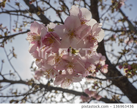 The pretty pink flowers of Kawazu cherry blossoms shining in the sunlight The pretty pink flowers of Kawazu cherry blossoms shining in the sunlight 136963436