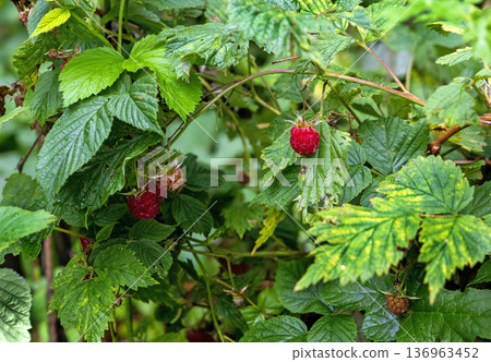 wild growing raspberries wild growing raspberries 136963452