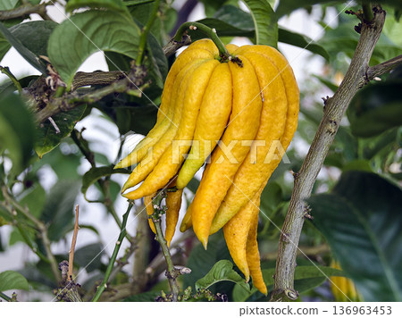 citrus plant "Buddhas Hand" citrus plant "Buddhas Hand" 136963453