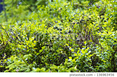 blueberry bushes 136963456