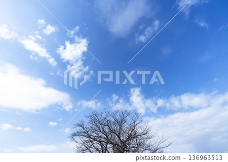 冬日的天空、雲彩和樹木 冬日的天空、雲彩和樹木 136963513